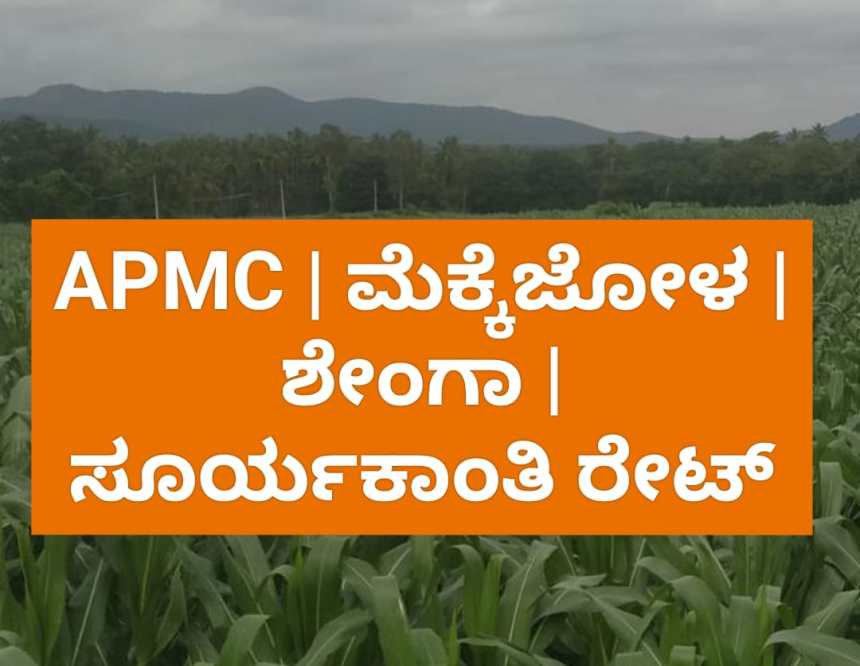 ಮಾರುಕಟ್ಟೆ ಧಾರಣೆ | ಜನವರಿ 19 | ಮೆಕ್ಕೆಜೋಳ, ಶೇಂಗಾ ರೇಟ್ ಎಷ್ಟಿದೆ?